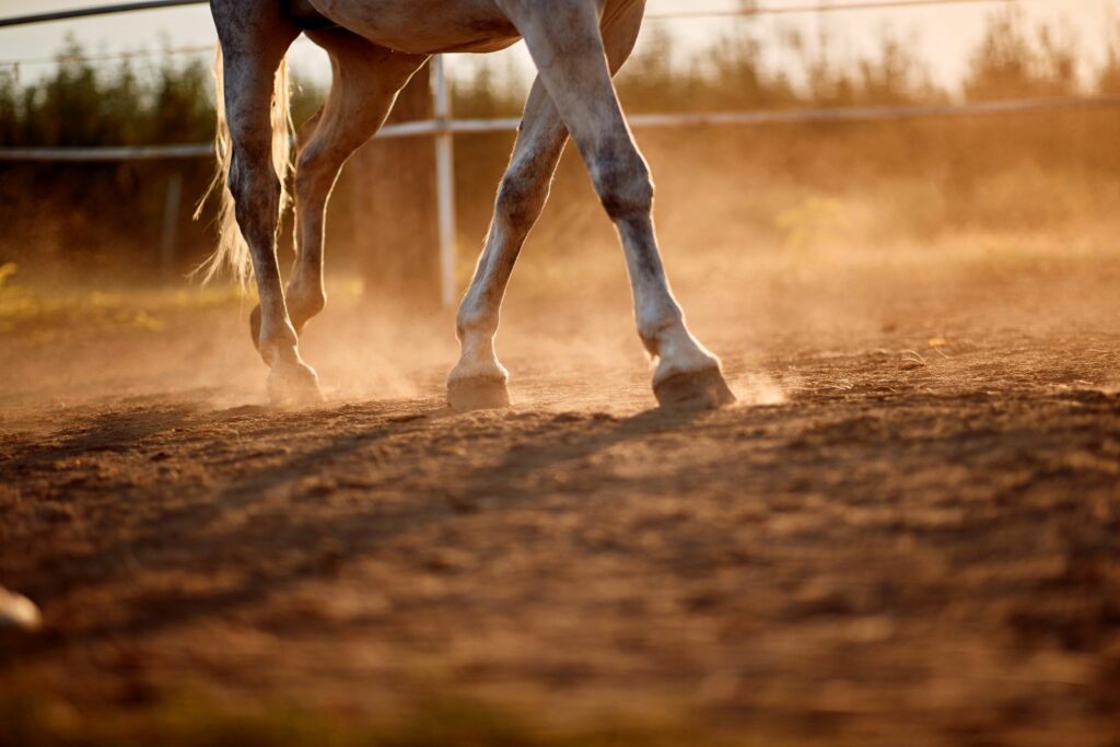 horse walking in dirt