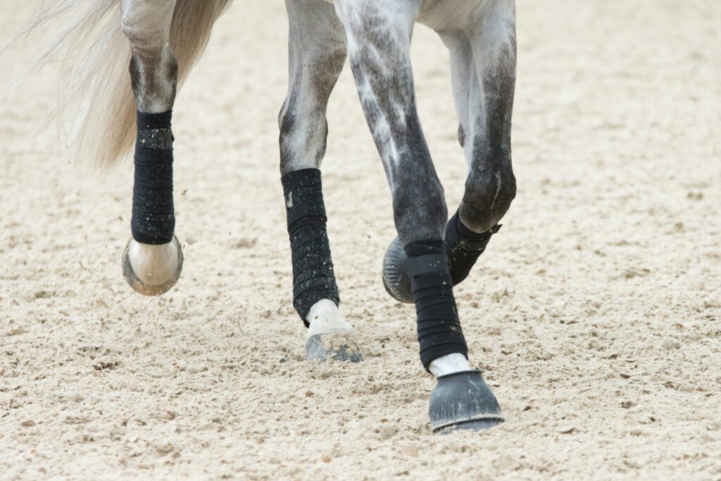 gray horse in leg wraps with chestnuts visible