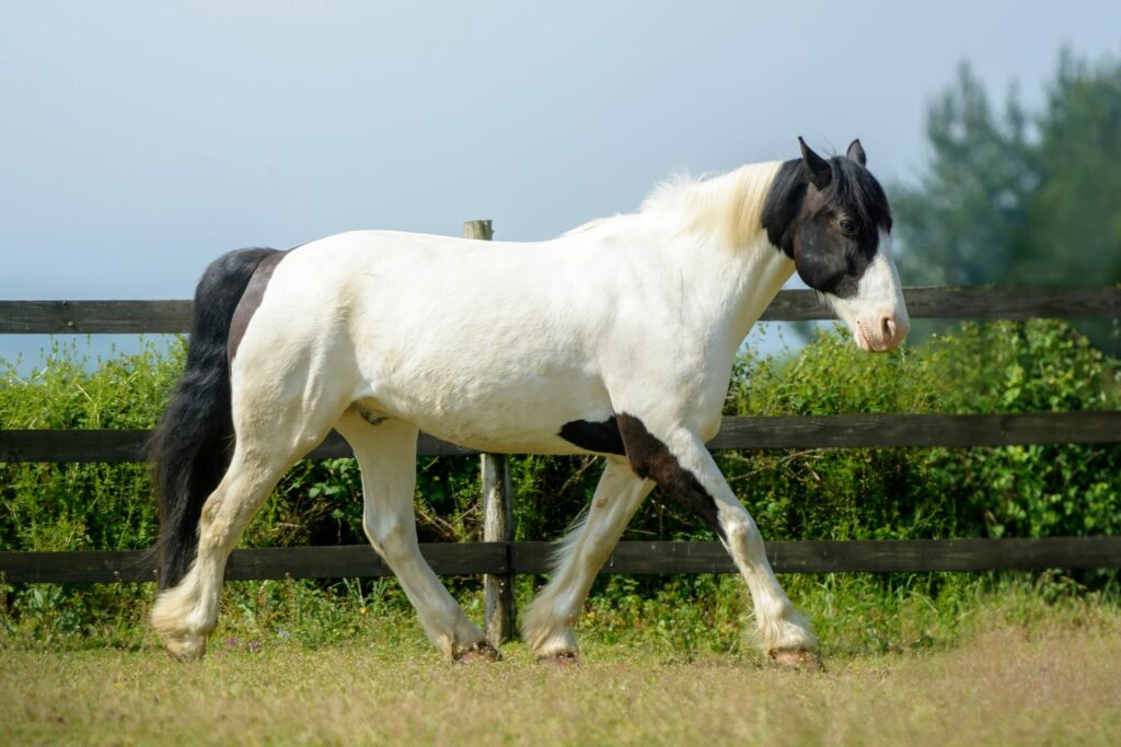 tovero paint horse