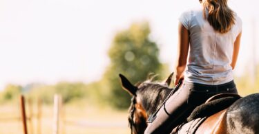 training your horse