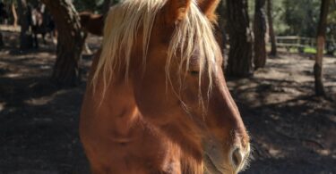 horse with blonde mane