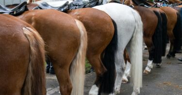 rear ends of horses