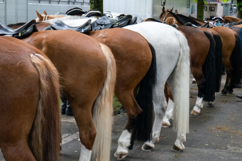 rear ends of horses