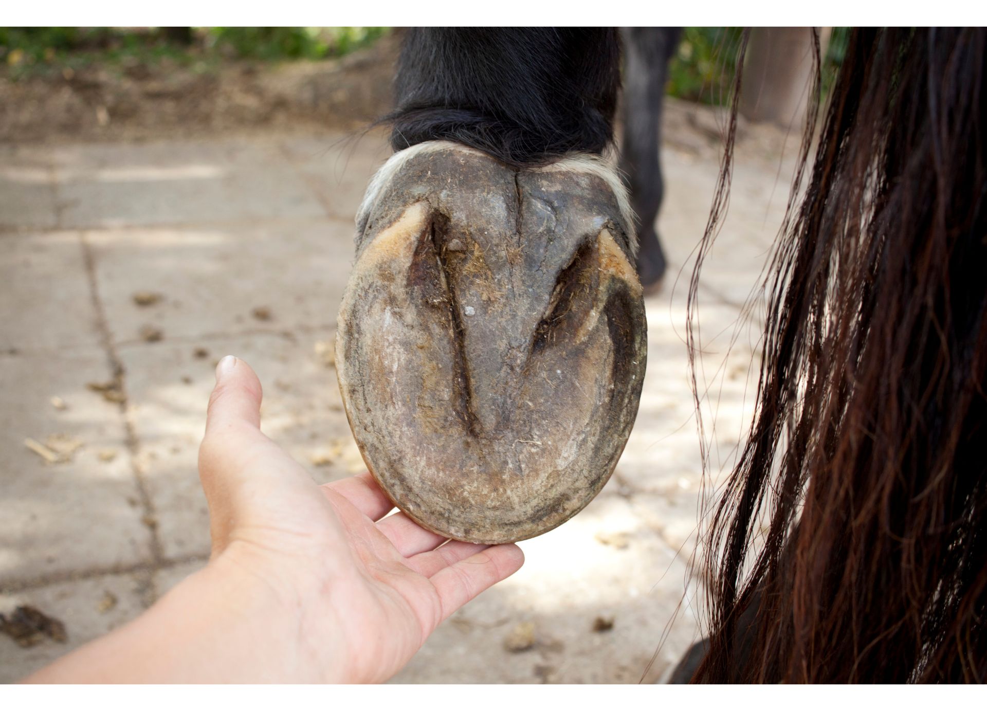 Barefoot hoof without shoe