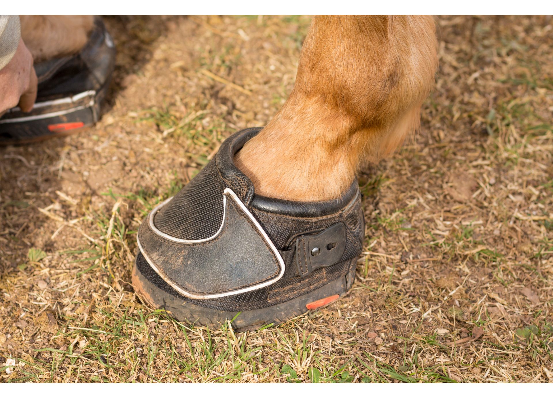 Hoof Boots Can Protect Barefoot Horses