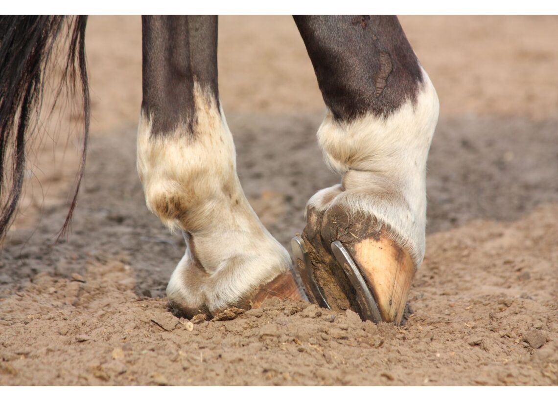 If the Shoes Fit Why (Good) Horseshoes Don’t Hurt Horses