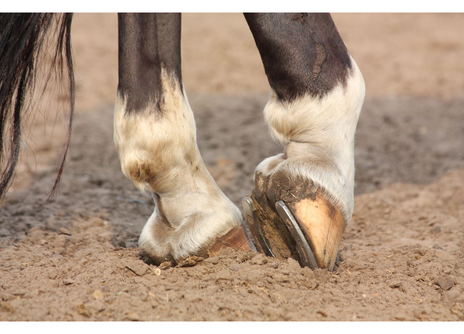 Why do Horses Wear Shoes?