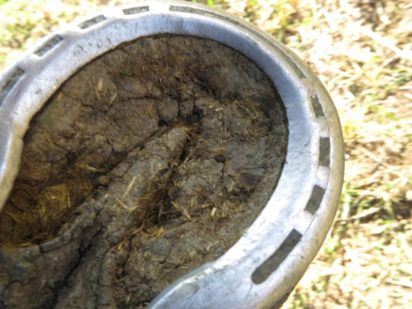 If the Shoes Fit Why (Good) Horseshoes Don’t Hurt Horses