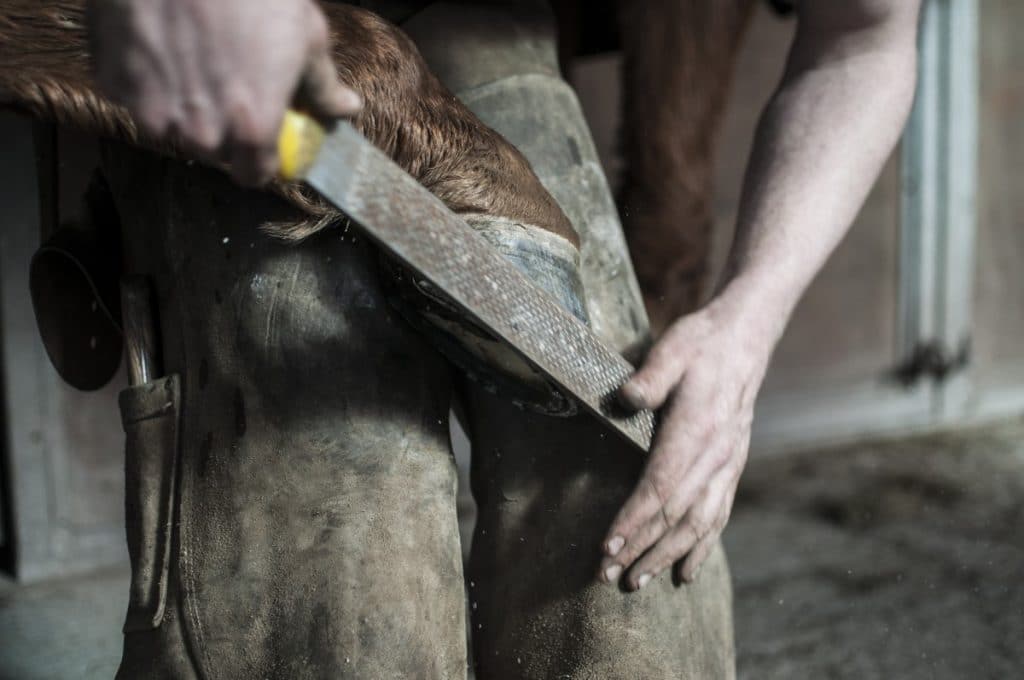 farrier working on horse's hoof with a rasp