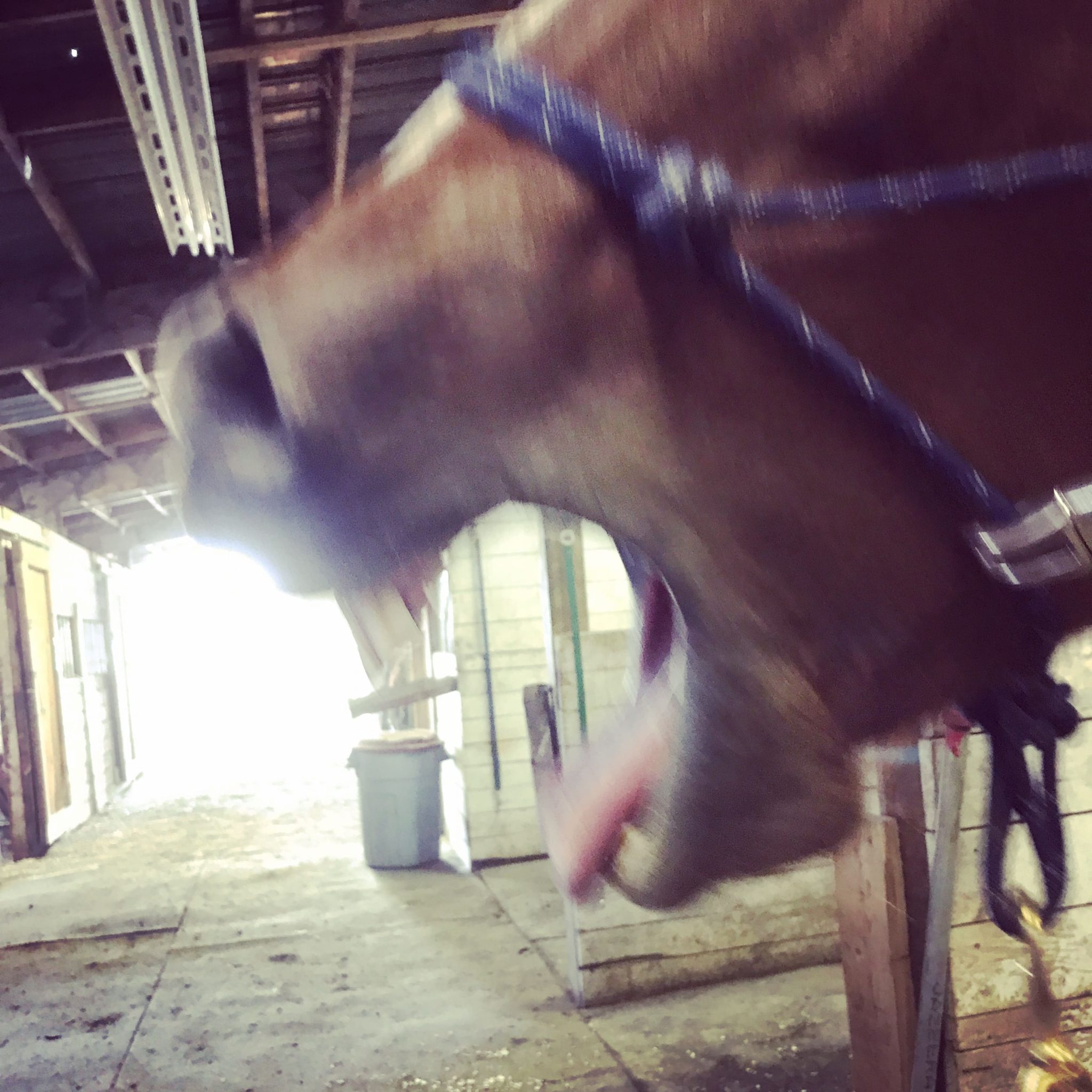 How Horses Sleep A to Zzzz Guide to to Equine Rest