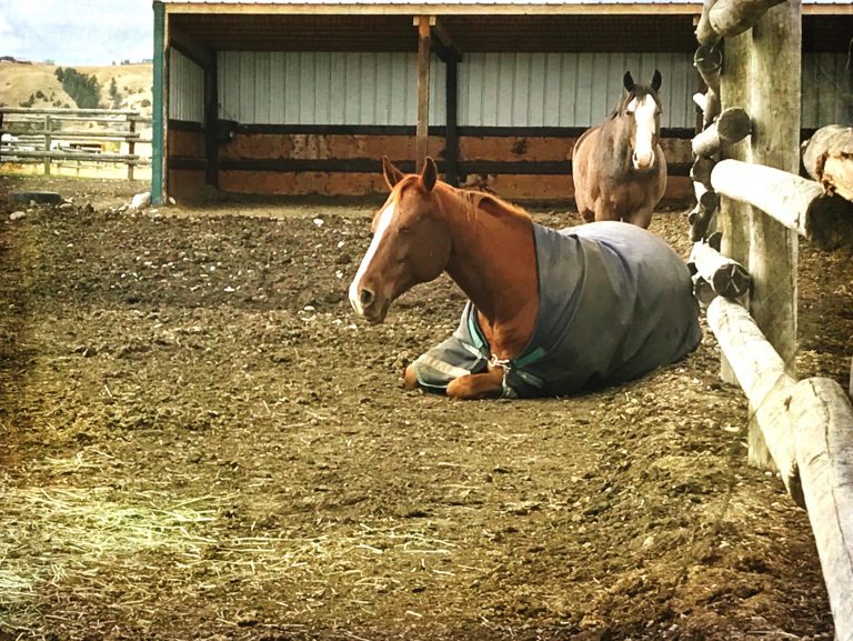 How Horses Sleep A to Zzzz Guide to to Equine Rest