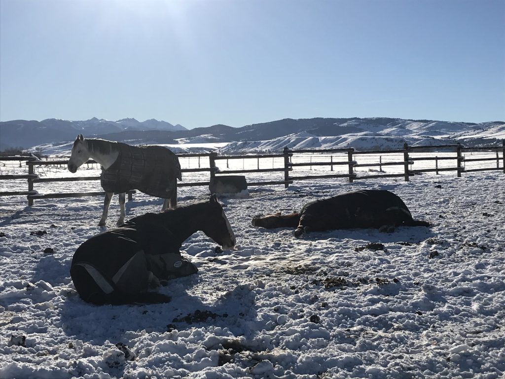 how-horses-sleep-positions