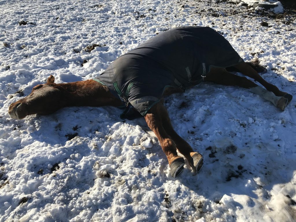 how-horses-sleep-found