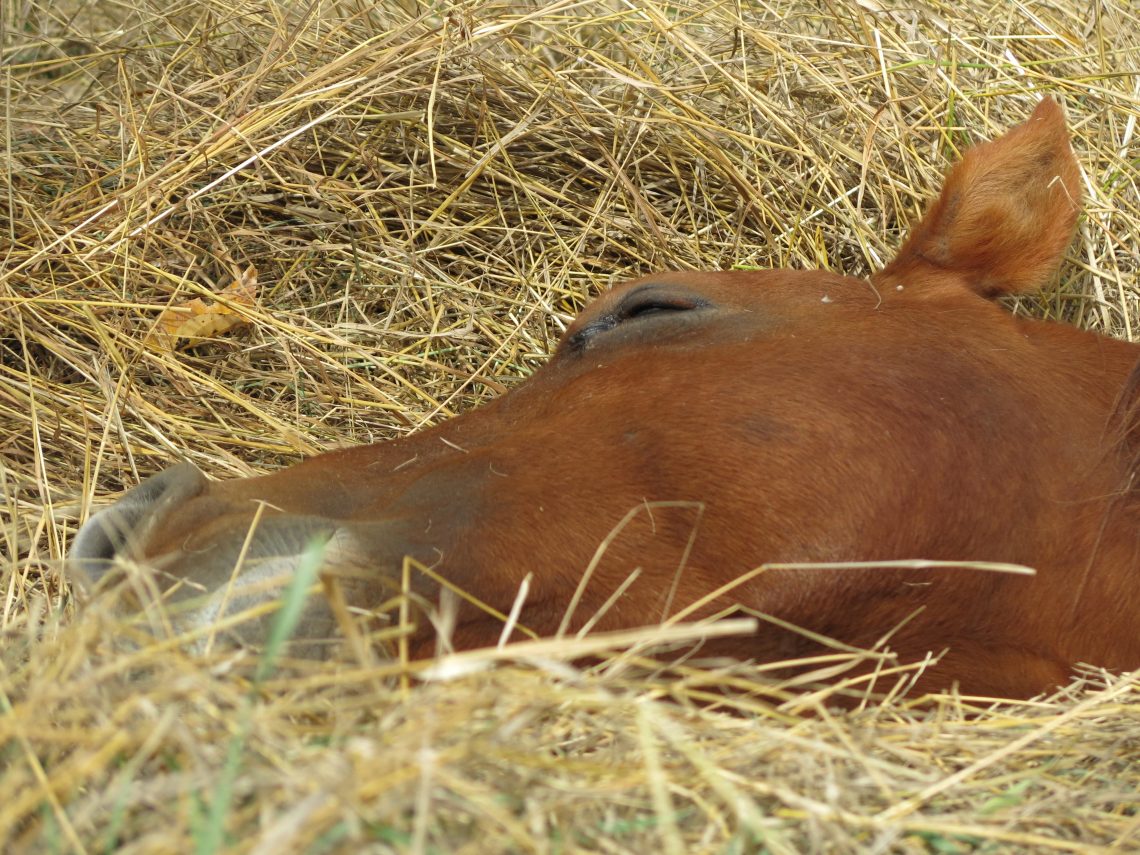 How Horses Sleep A to Zzzz Guide to Equine Rest