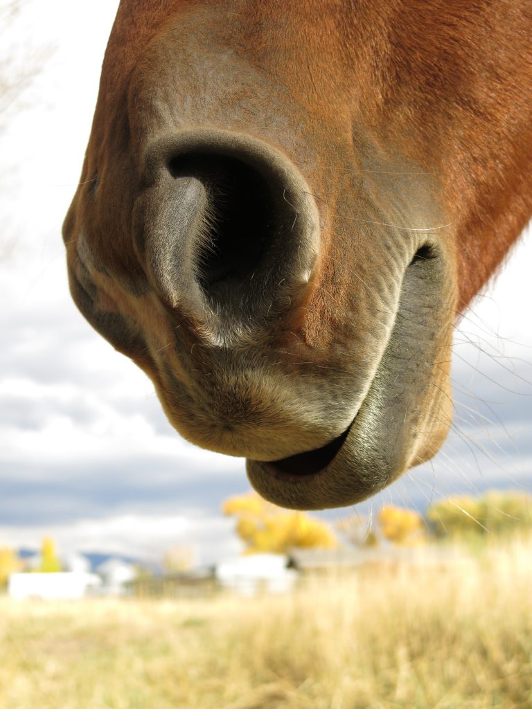 how-horses-sleep-lip