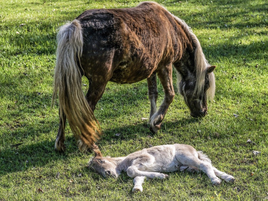 How Horses Sleep A to Zzzz Guide to to Equine Rest