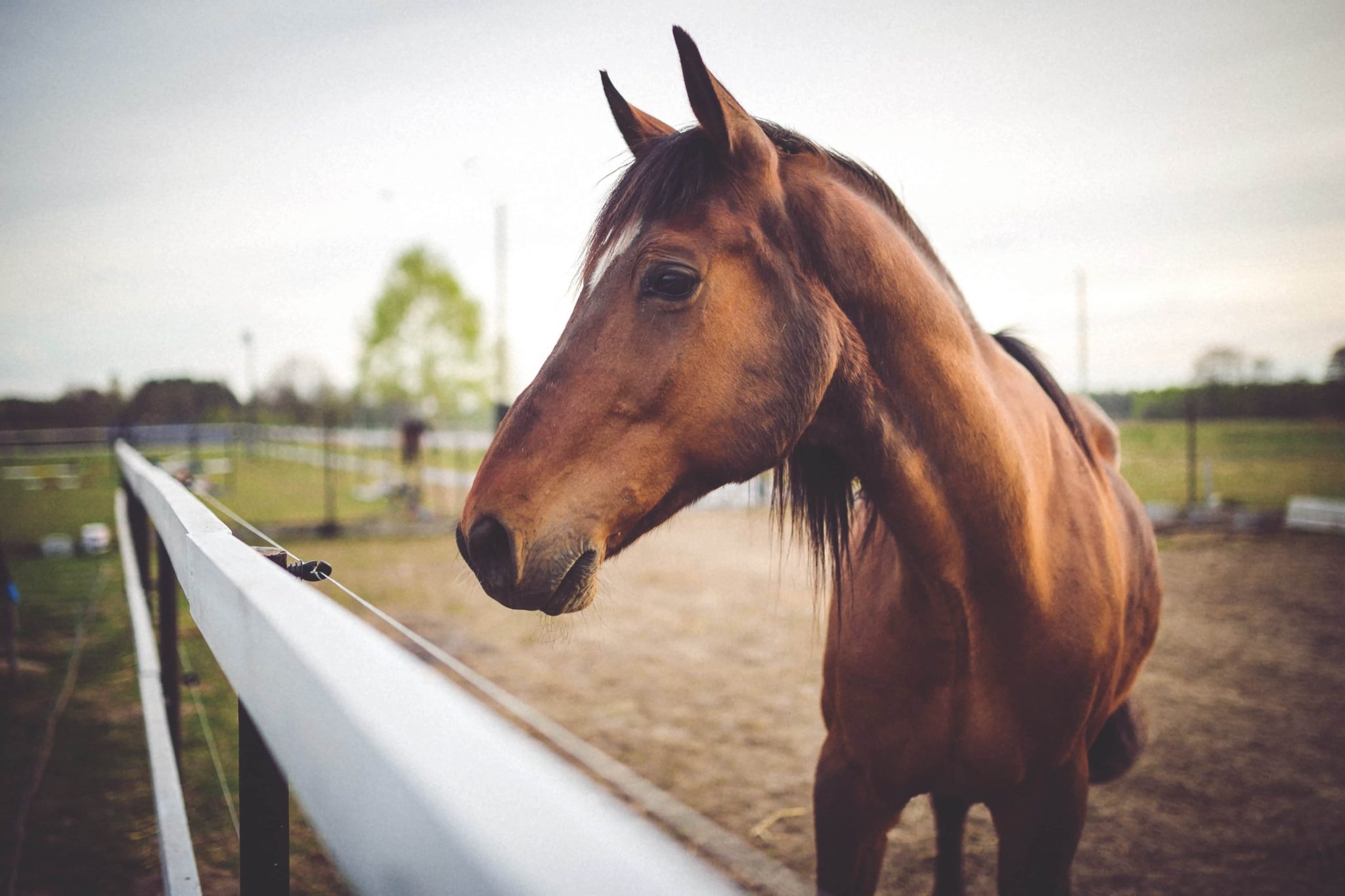 The Appaloosa Horse  Great Horses Benefit From Great Supplements