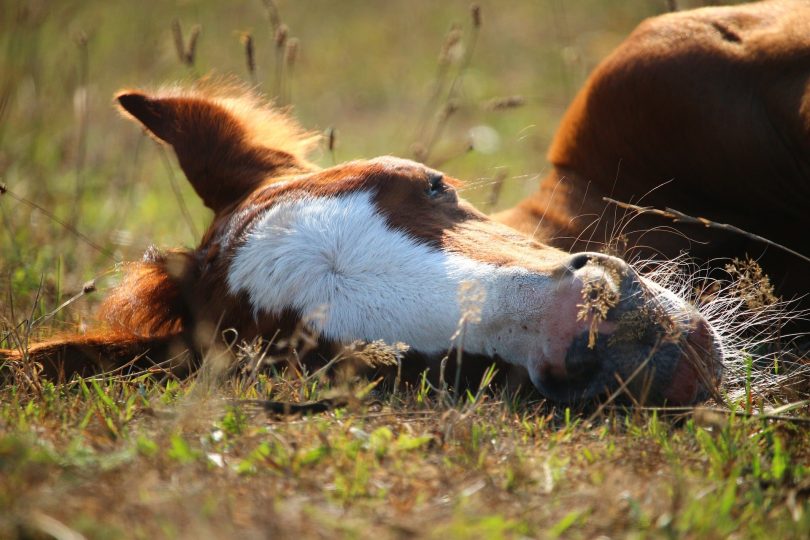 How Horses Sleep A to Zzzz Guide to to Equine Rest