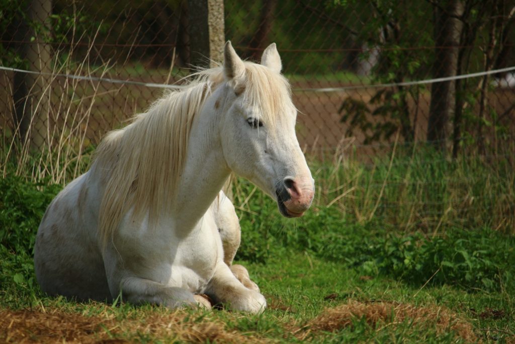 how long horses sleep