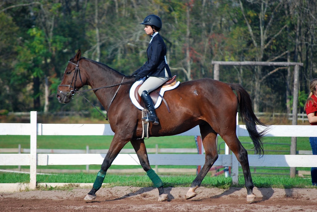 Horse Rookie College Road Trip - 50 Riders, 50 States