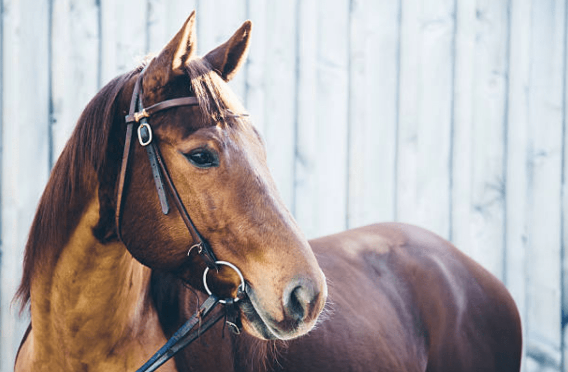Rookie Rundown 7 Best Horse Clippers for Body Clipping