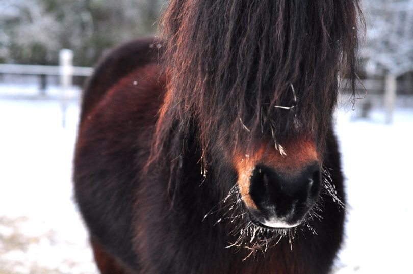 Rookie Rundown 7 Best Horse Clippers for Body Clipping