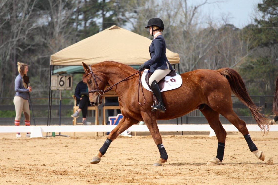 Horseback Riding in College - Horse Rookie Advice