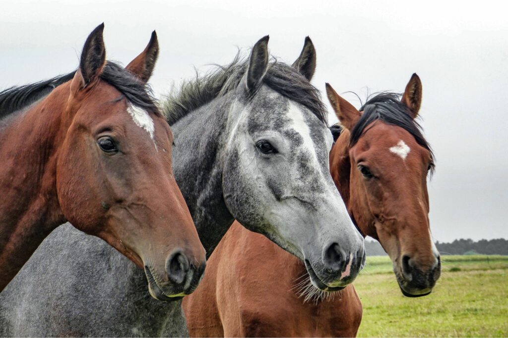 Two bay horses and one gray standing next to each other.