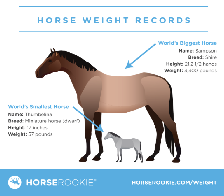 How much does a horse weigh? (Fun facts, calculator, FAQs)