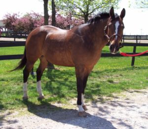 Irish-Purdue-equestrian-team