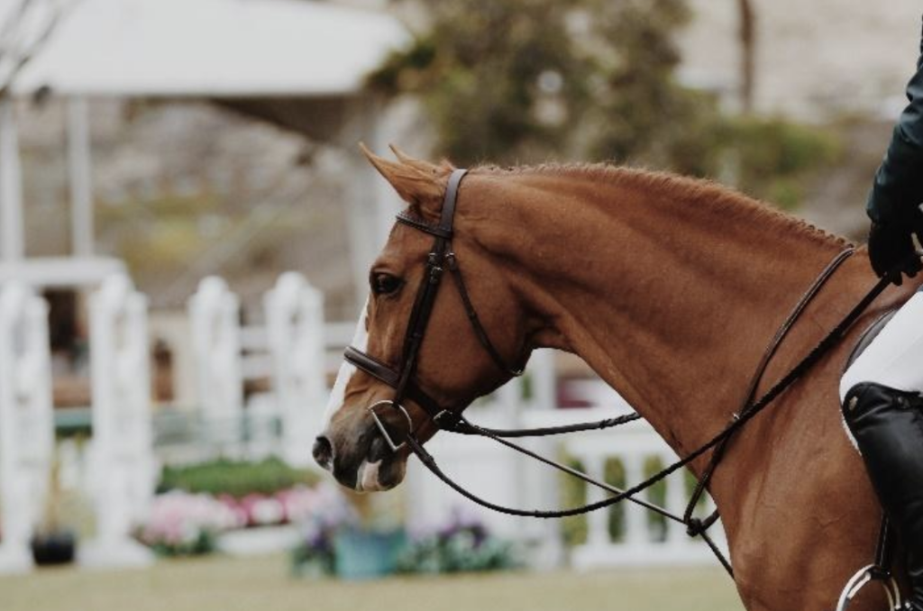 Performance-Horse-Feeding-2