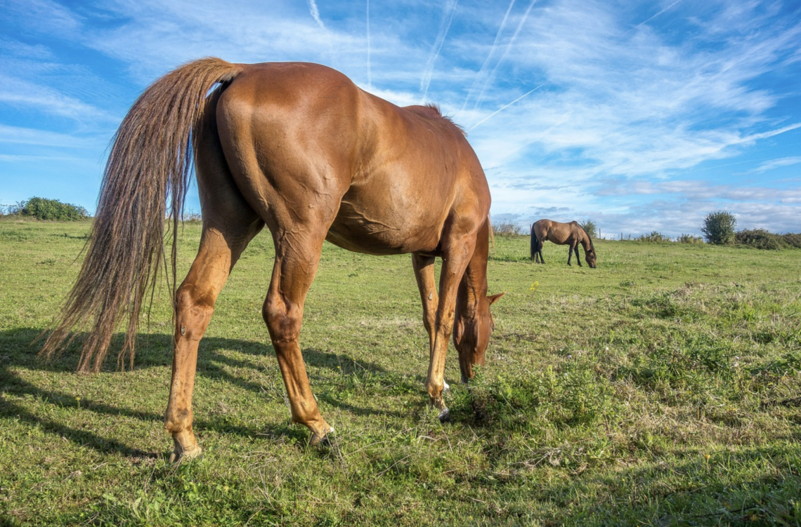 How much does a horse weigh? (Fun facts, calculator, FAQs)