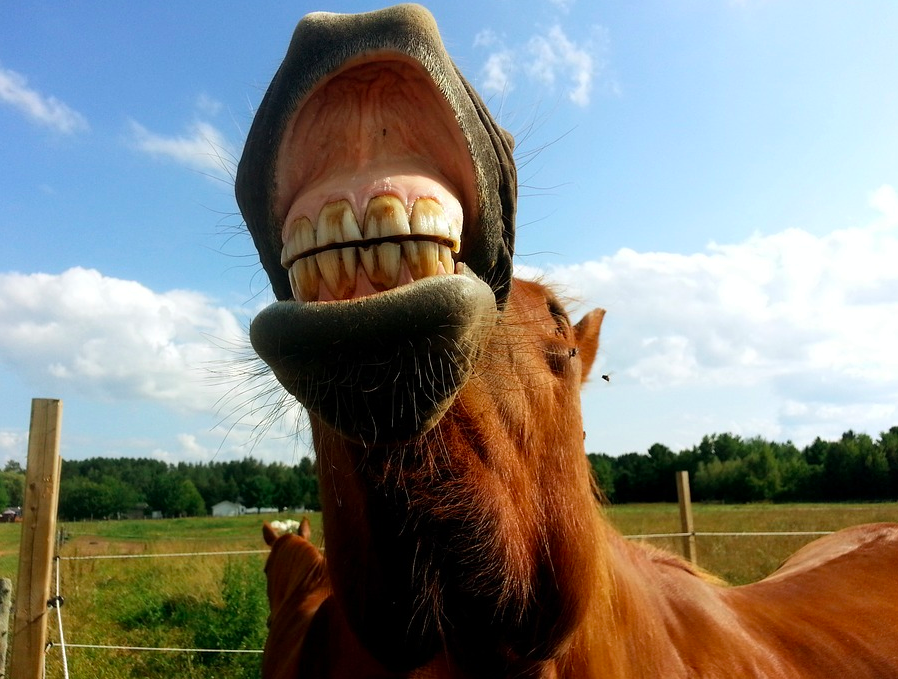 Fact or Fiction: Do Horses Eat Meat? (You'll Be Surprised) - Horse Rookie