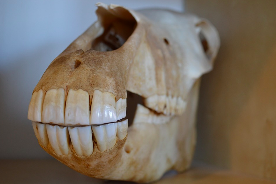 horse-teeth