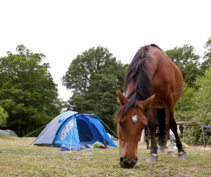 Camping-with-horses