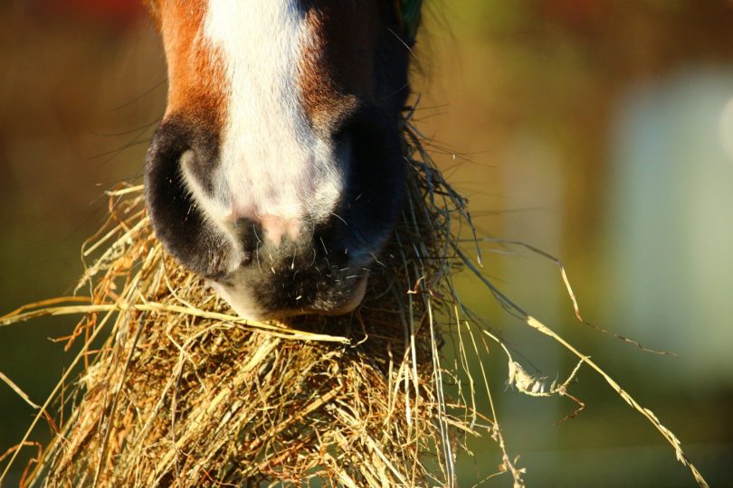 What does horse love to eat