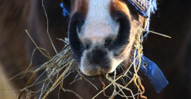 how-to-feed-horse-hay