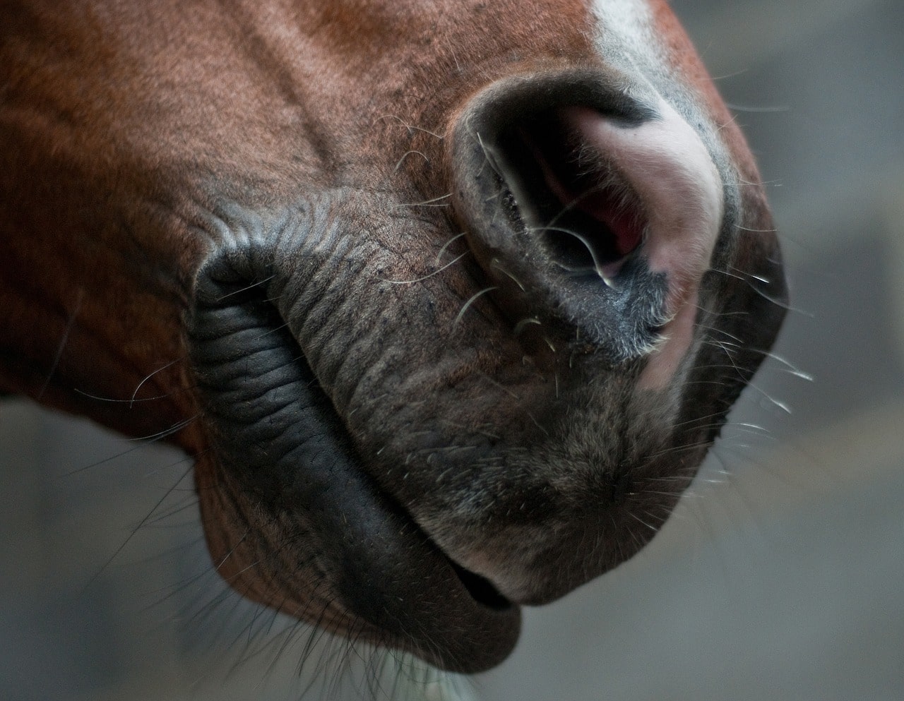 Fact or Fiction Do Horses Eat Meat? (You'll Be Surprised) Horse Rookie