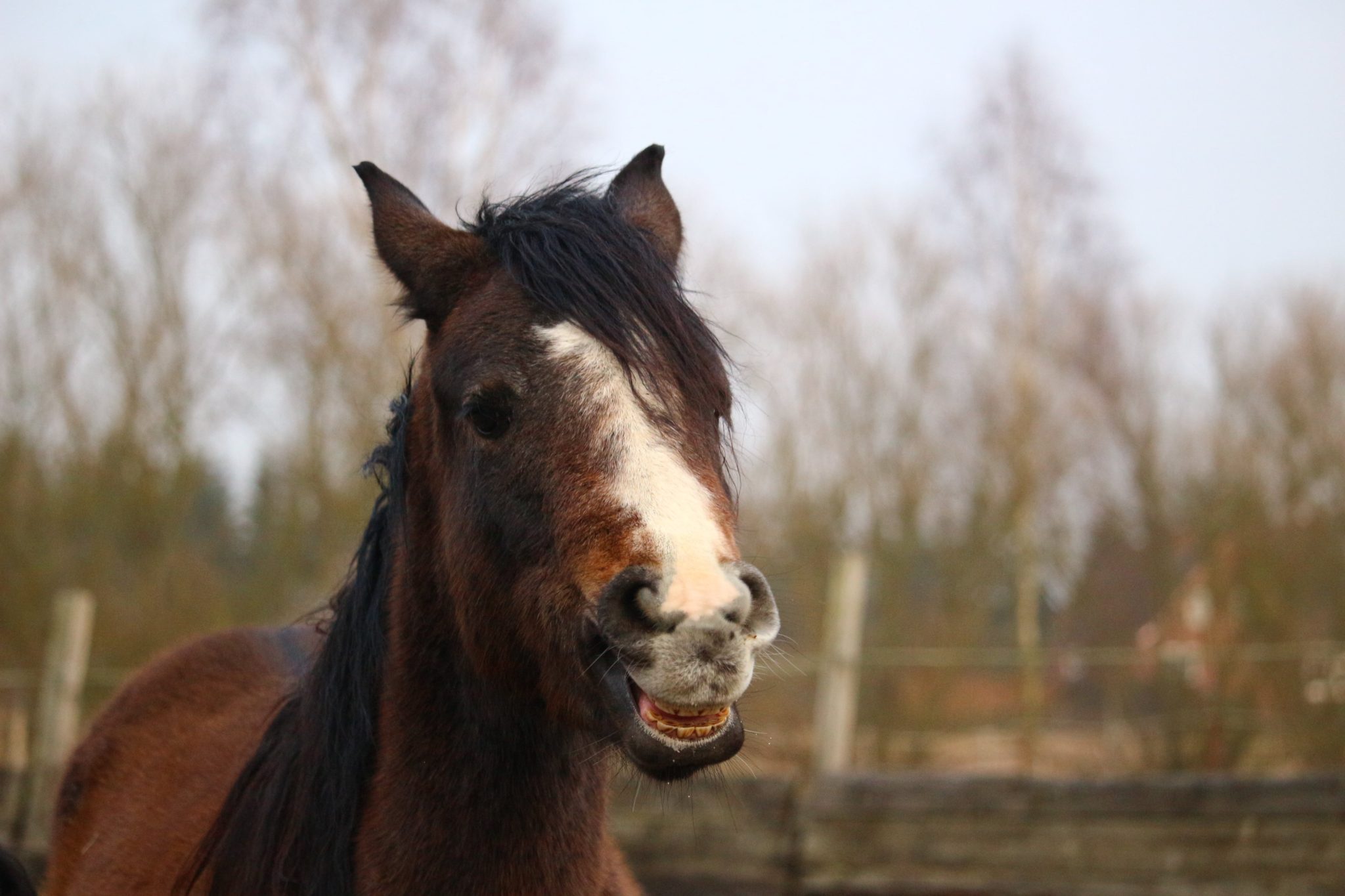Fact or Fiction: Do Horses Eat Meat? (You'll Be Surprised)