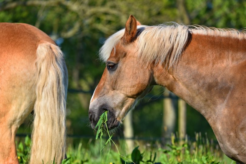 Fact or Fiction Do Horses Eat Meat? (You'll Be Surprised) Horse Rookie