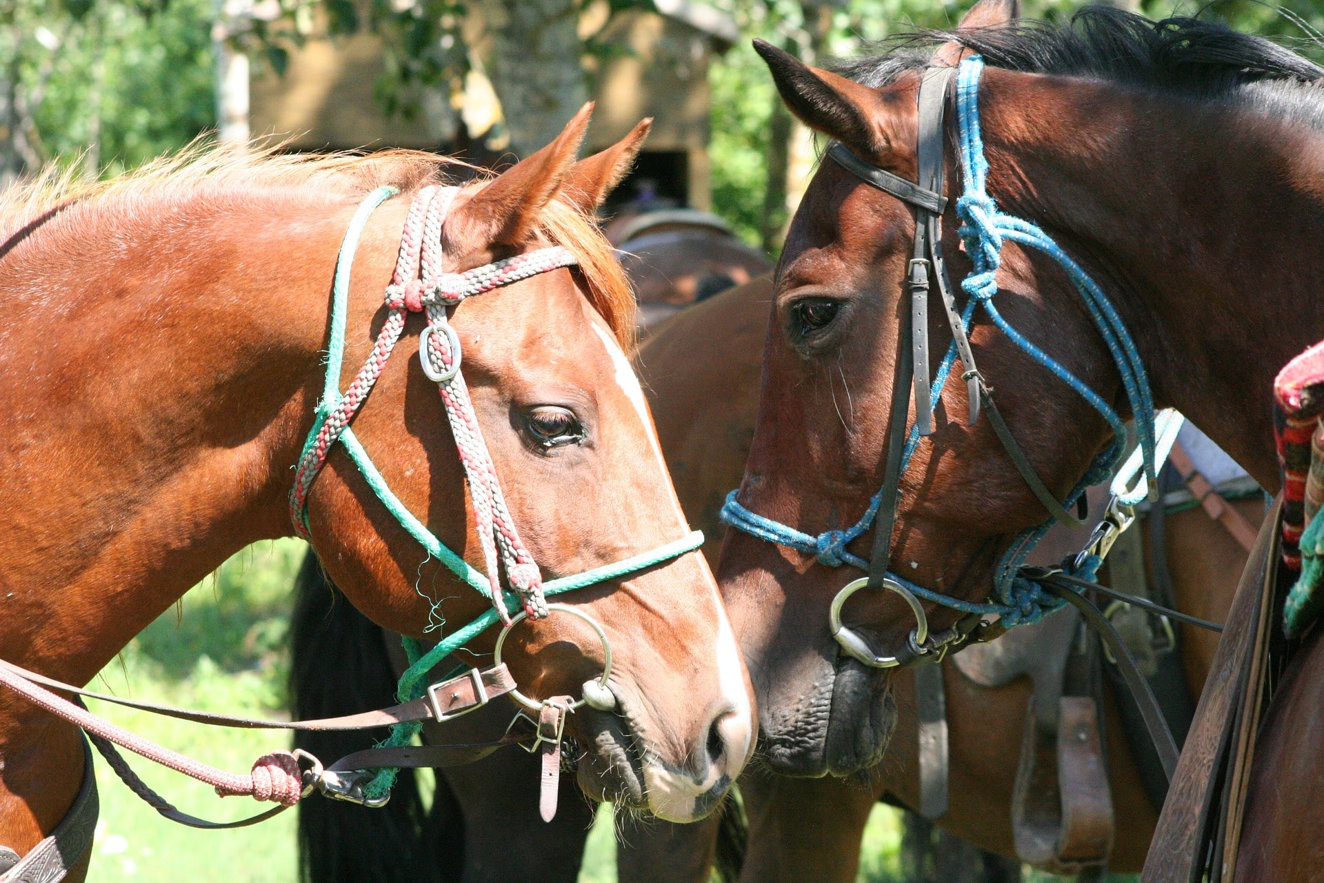 Horse Riding Gear For Beginners (Quick-Print Equipment List)