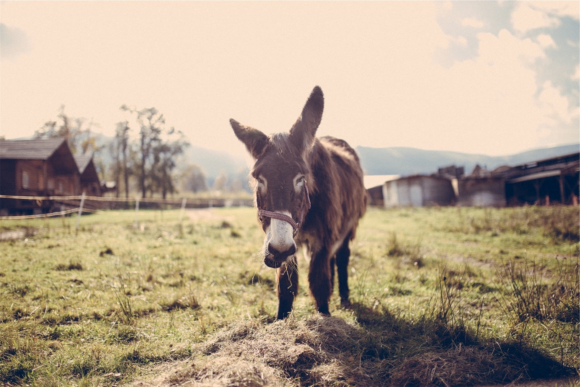 Food or Foe: What Do Horses Eat (And Why)