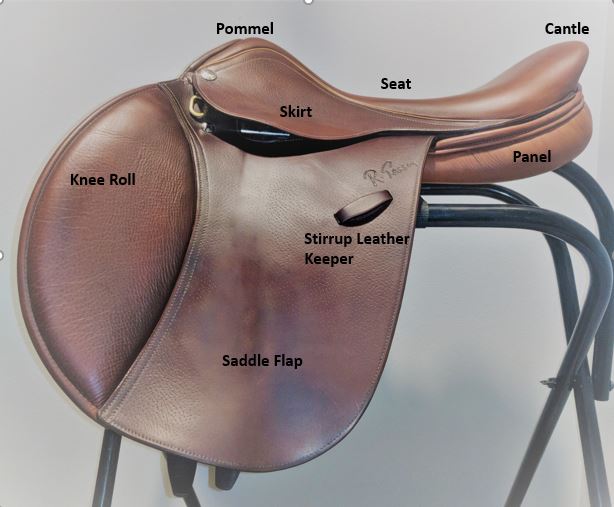 Anatomy-English-Saddle