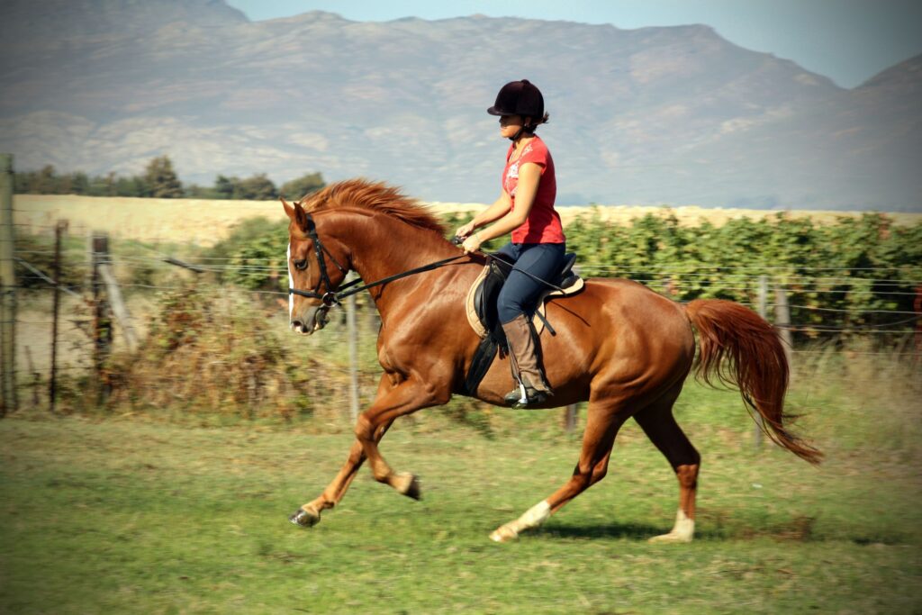 To jump, a horse must be able to adjust its stride