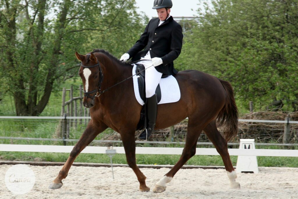 Dressage rider on brown horse