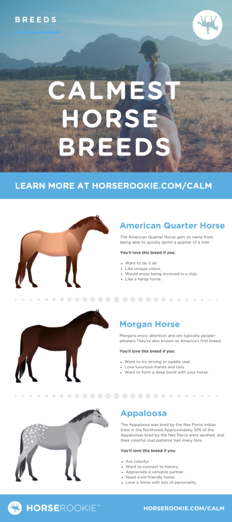 Calmest Horse Breeds