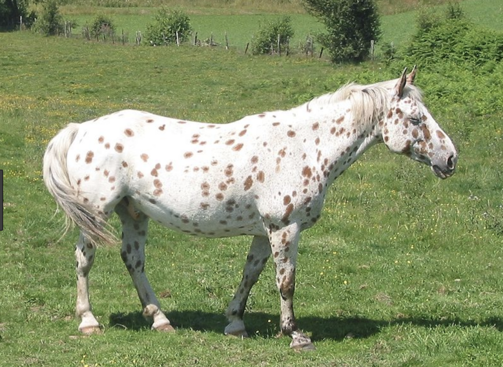 appaloosa-calm-horse-breed