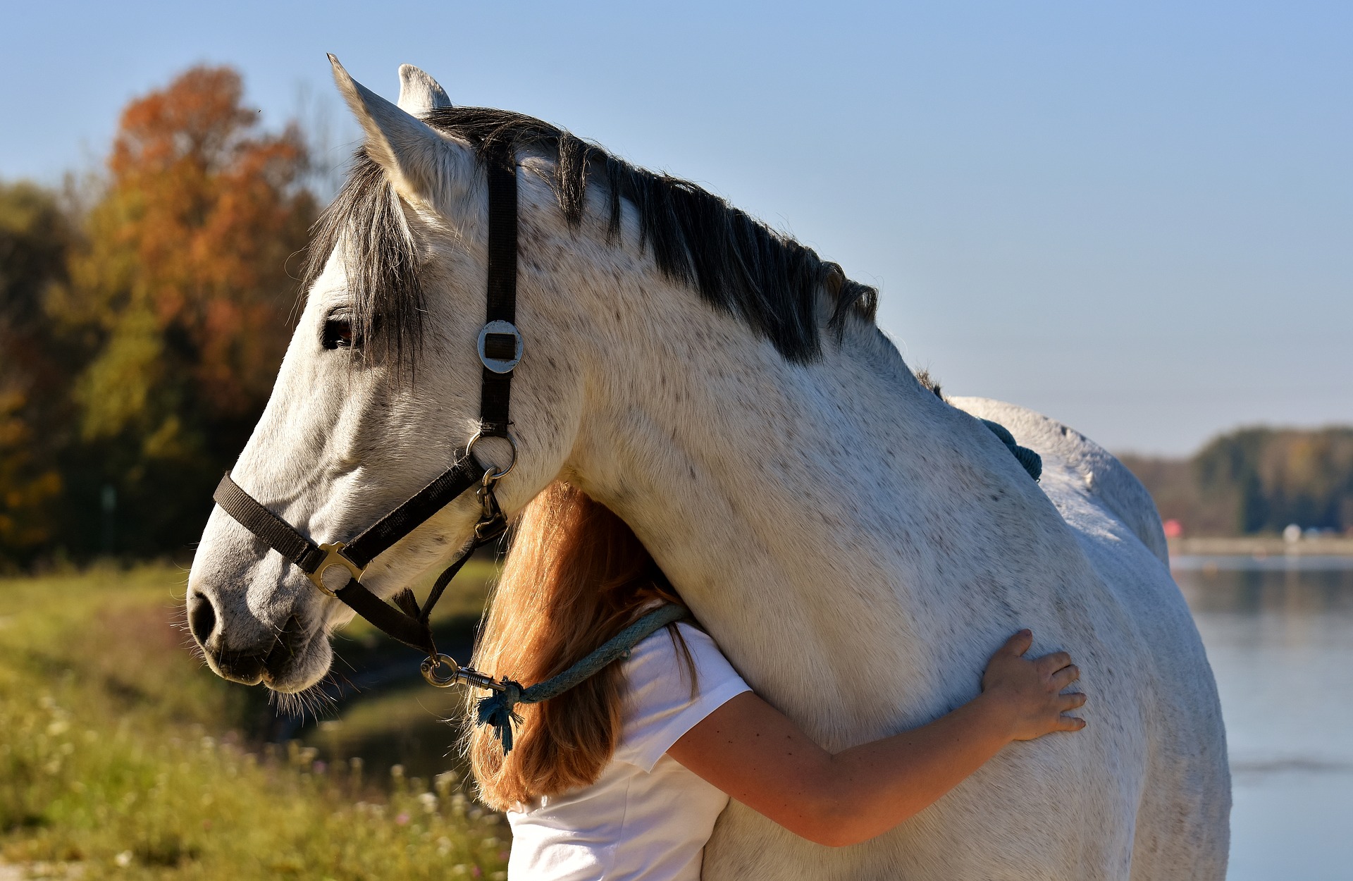 Keep Calm Ride On Meet The 5 Calmest Horse Breeds Horse Rookie