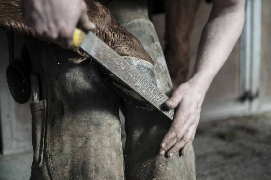 How Much Horses Cost & How You Can Actually Afford One Horse Rookie