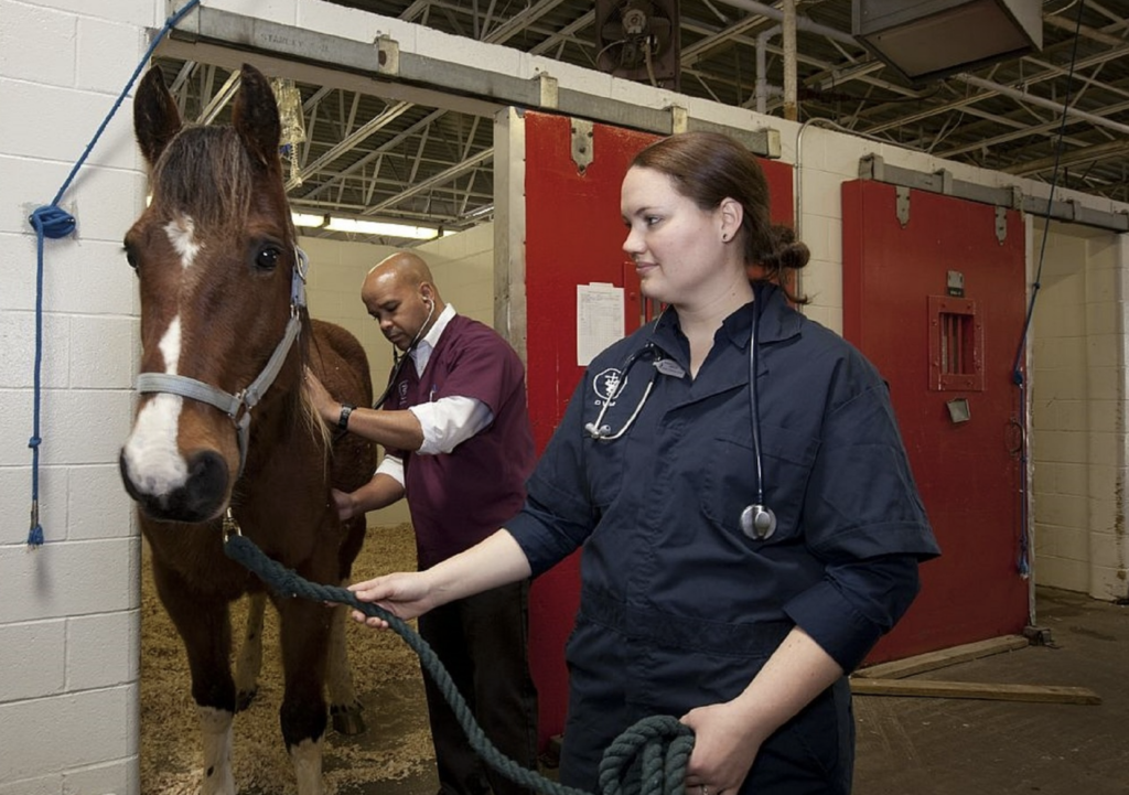 horse-medical-cost